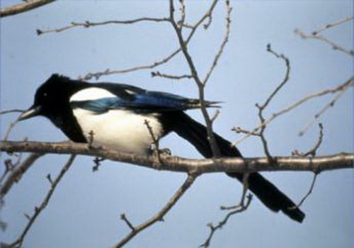 Magpie
