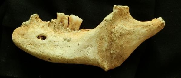 Lower jaw of Hwangju Man No. 7