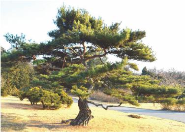 민족의 넋과 기상이 어린 조선의 국수-소나무