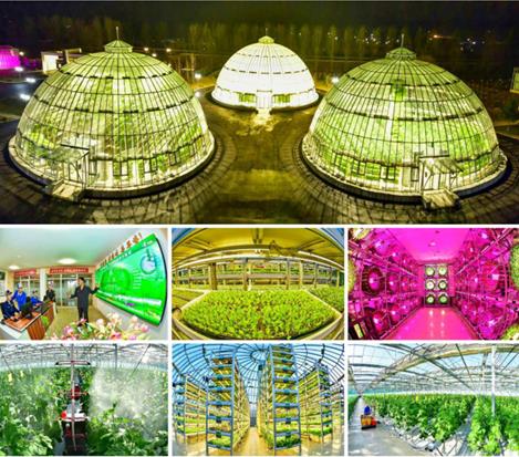 Part of the Kangdong Combined Greenhouse Farm built to be a model of modern greenhouse farms