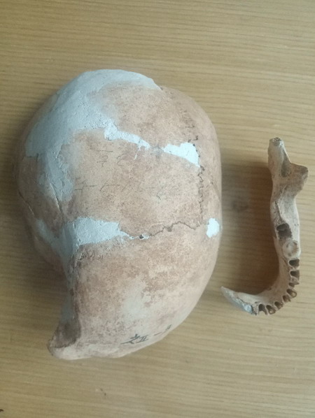 Skull of No.3 and its lower jaw