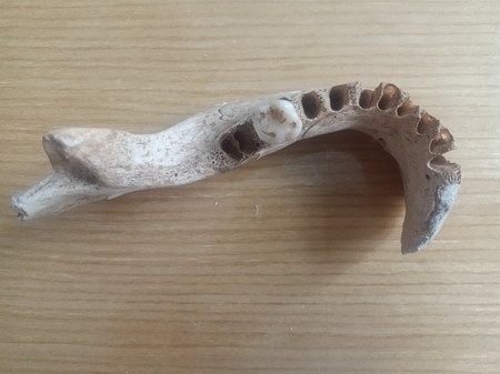 Lower jaw of No.5