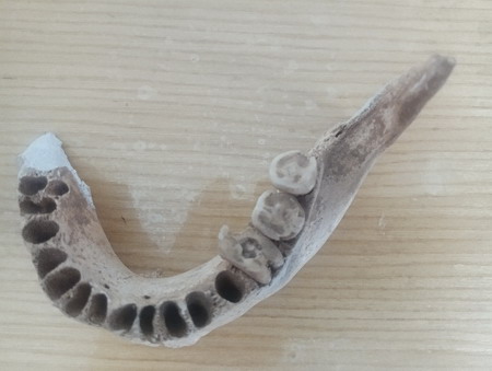 Lower jaw of No.10