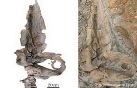 Pelocetus in the Miocene Newly Unearthed in Hosan-ri, Myonggan County, North Hamgyong Province by a Research Group from the Faculty of History