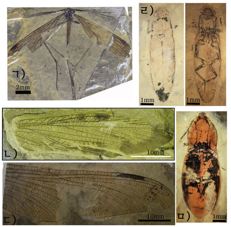 곤충의 신종화석들 곤충의 신종화석들