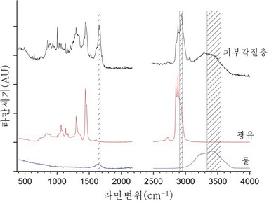 피부각질층과 광유, 물의 라만스펙트르 피부각질층과 광유, 물의 라만스펙트르
