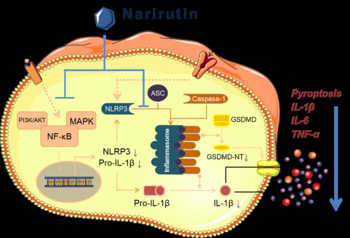 Narirutin Narirutin