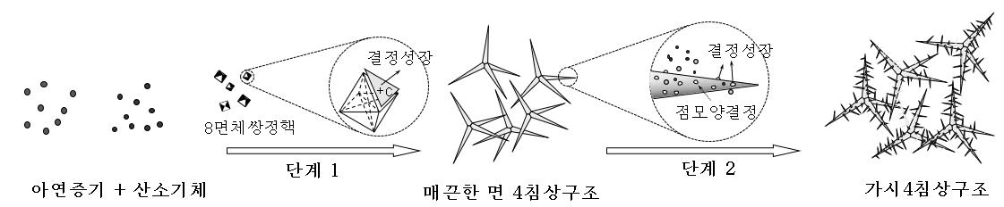 가시4침상 ZnO의 성장물림새