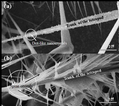 SEM images of one leg of the spiny tetrapod