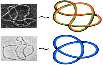 Гипотеза о декоративных перестройках по трехпучковым витым узлам