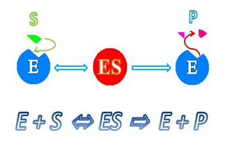 Relationship between Enzyme Concentration and Michaelis Constant in Enzyme Assays