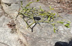 Diversity of medical plants of mt. Kumgang, DPR Korea: Efficacious plants for cancer treatment