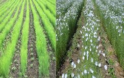 콩과 아마의 이랑-고랑사이그루재배에서 콩의 자라기와 수확고에 미치는 고랑너비의 영향