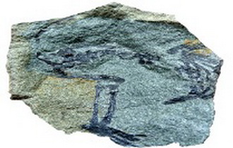 우리 나라에서 처음으로 발견된 중생대 포유동물화석