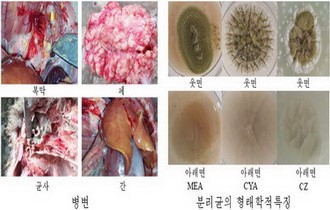 아스페르길루스증의 림상증상과 원인균